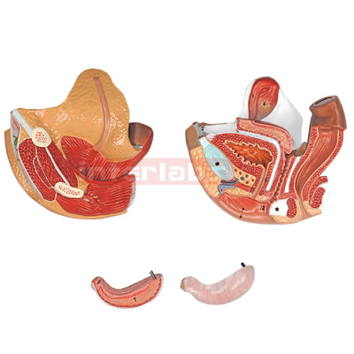 Interlabs? Genital Organ Model, Female